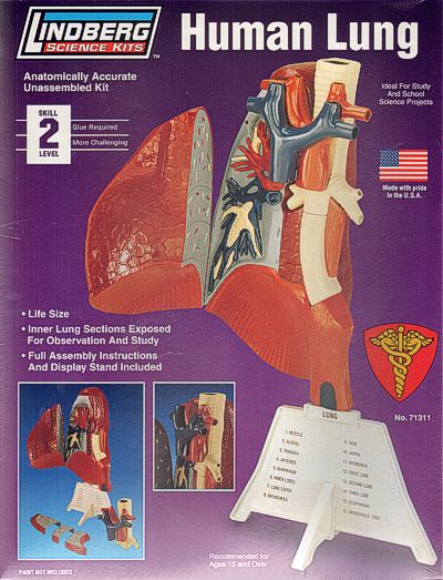 Lindberg LI71311 1:01 Human Lung