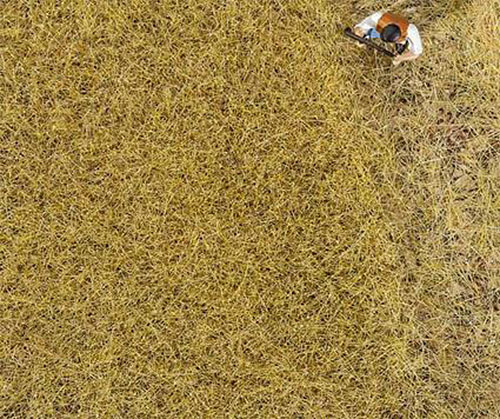 FALLER Hay 6mm Premium Ground Cover Fibres (30g) HO Gauge 170775