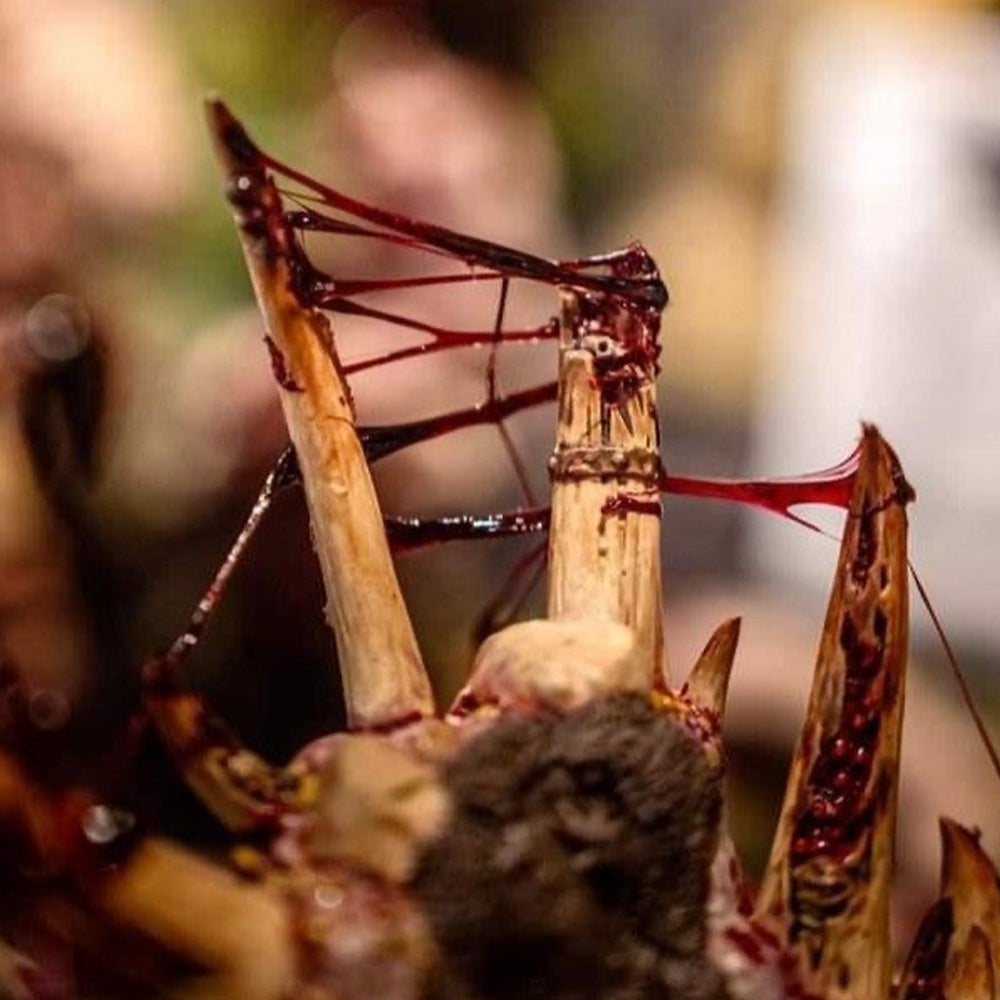 Dirty Down Bloody Gore Effect Liquid 15ml Bottle