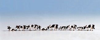 Noch Black and White Cows (9) Figure Set N Gauge 36721