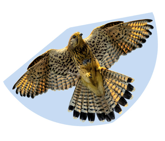 Gunther Falcon Kite G1230