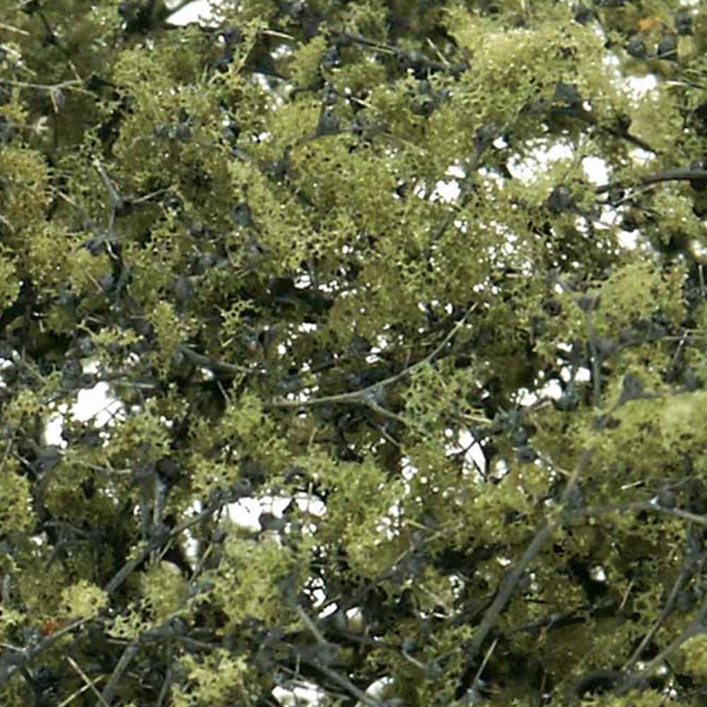 Foliage