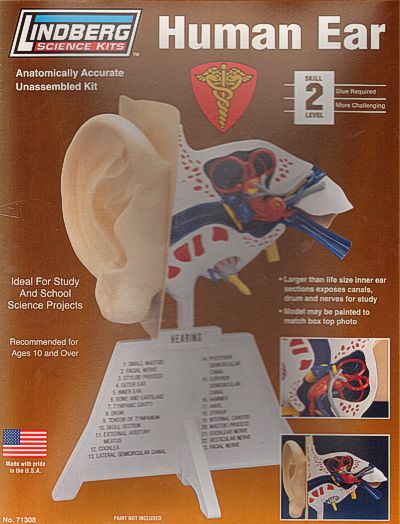 Lindberg LI71308 1:01 Human Ear