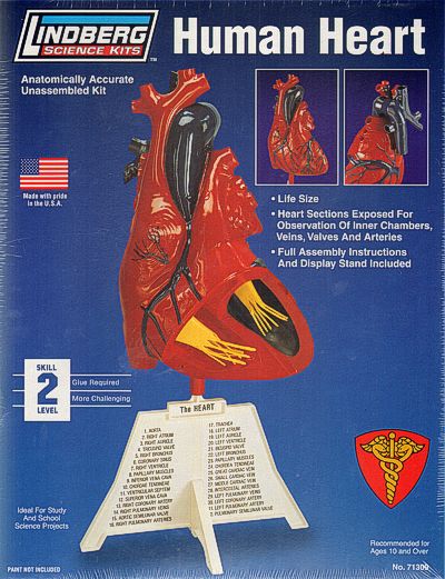 Lindberg LI71309 1:01 Human Heart