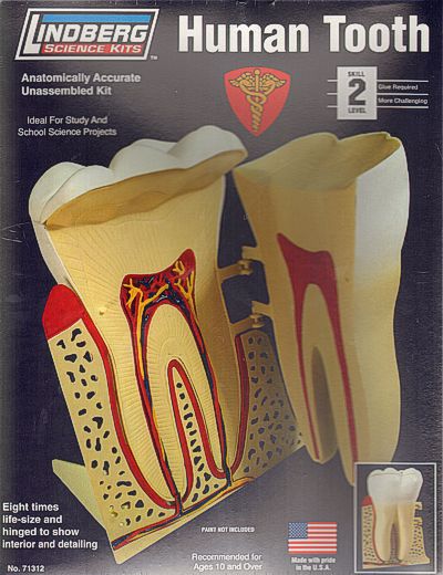 Lindberg LI71312 8:01 Human Tooth