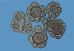 Pegasus Hobbies (P) PH5215 painted shell/bomb craters