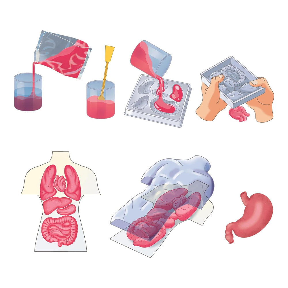 Clementoni Science & Play Lab: Squishy Anatomy STEM Set Age 7+