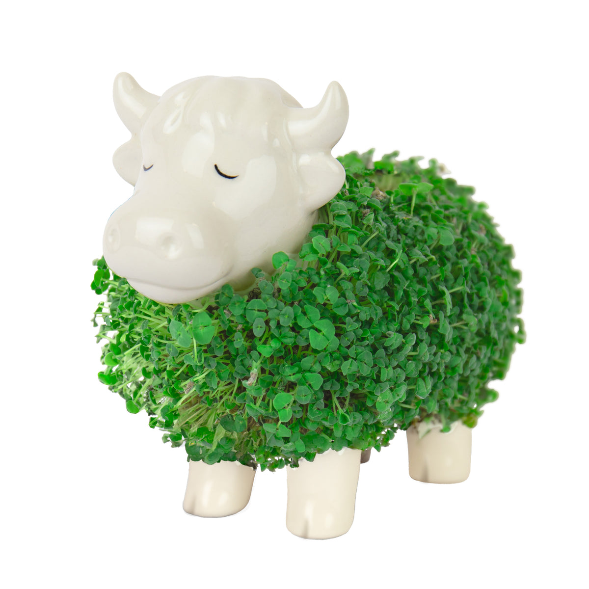Gift Republic Highland Cow Chia Planter