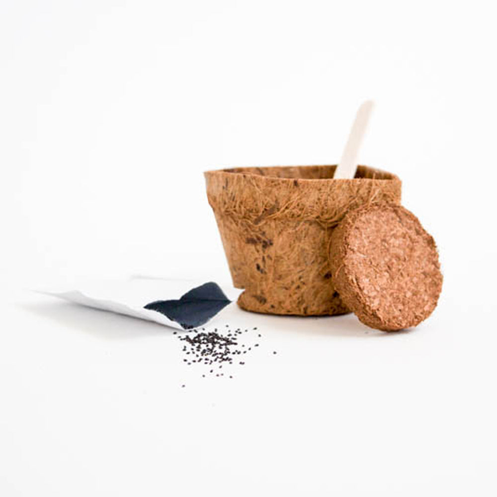 Gift Republic Grow Me: Coffee Lover - Grow Your Own Coffee Plants!