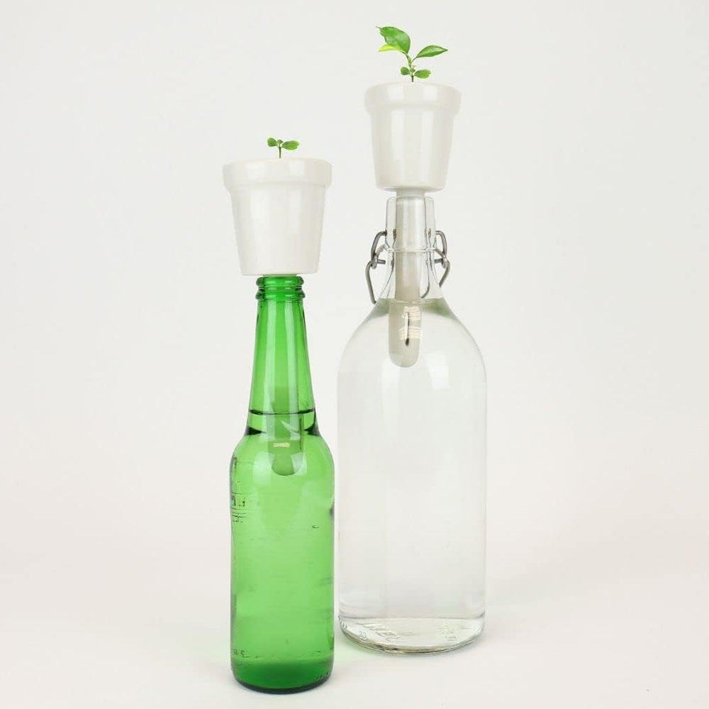Gift Republic Botanical Bottles - Bonsai Tree Grow Kit