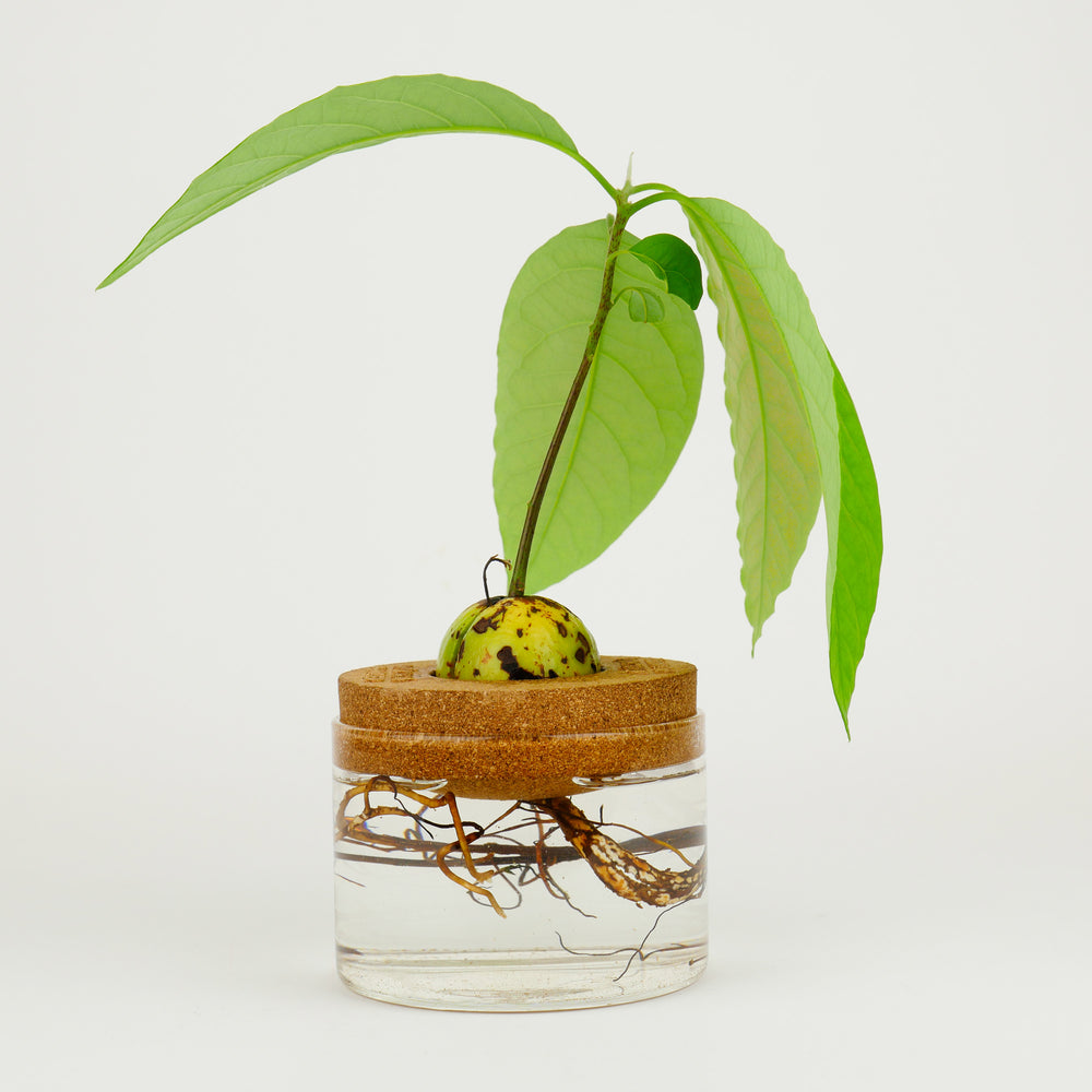 Gift Republic Avocado Grow It Kit