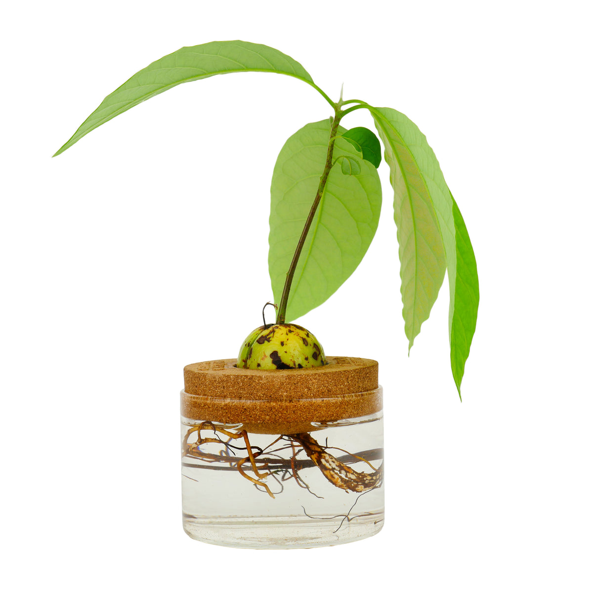 Gift Republic Avocado Grow It Kit