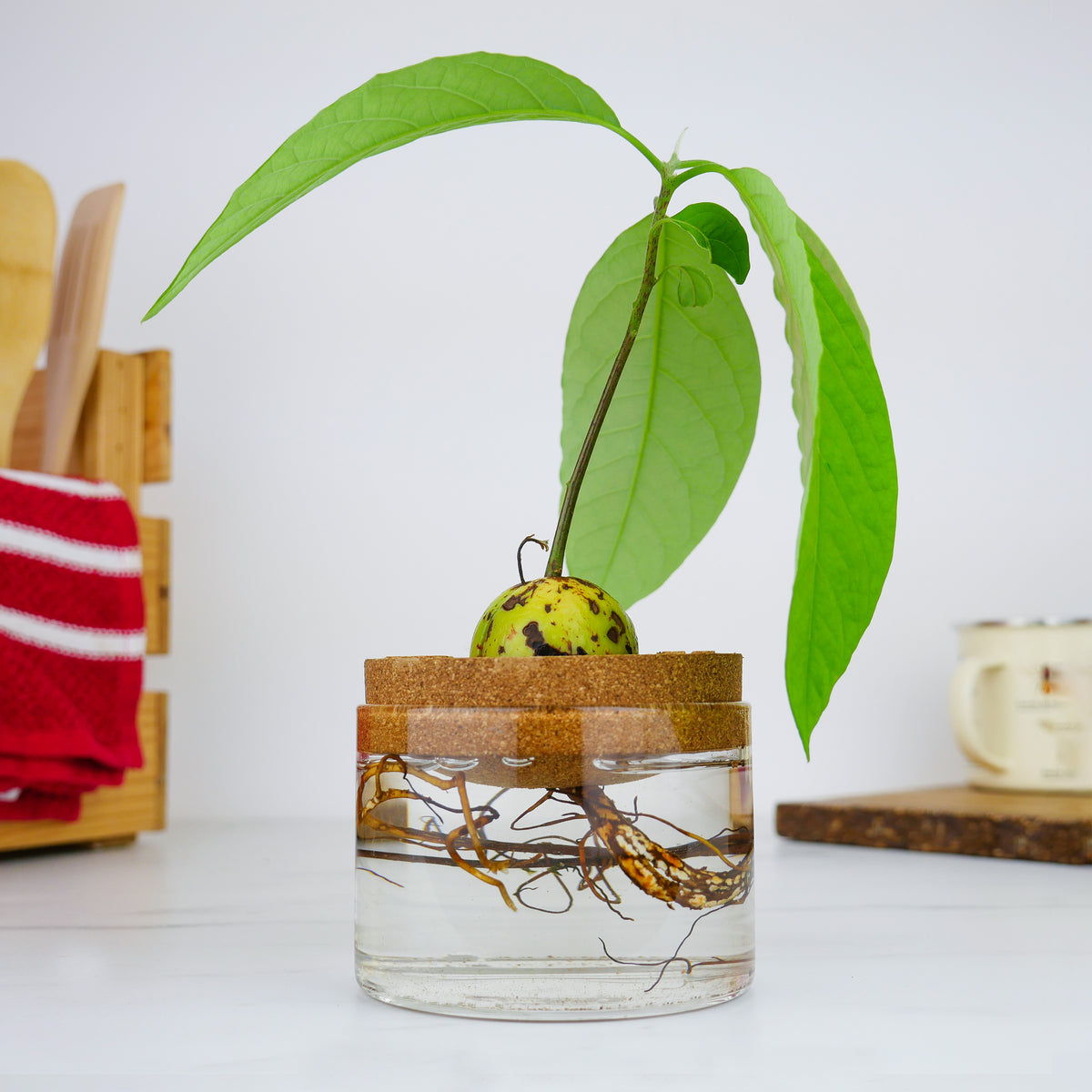 Gift Republic Avocado Grow It Kit