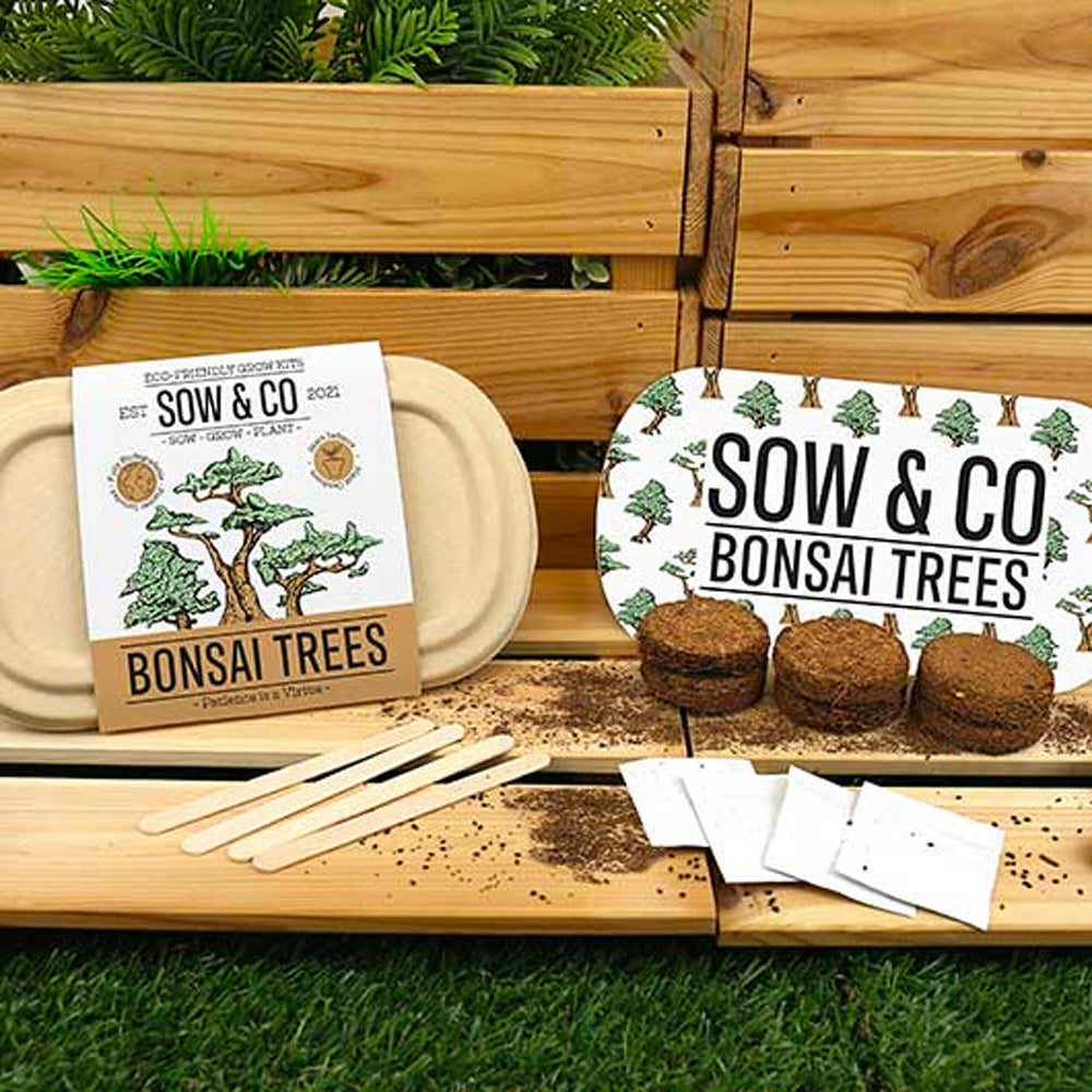 Gift Republic Bonsai Trees Sow & Co - Ideal Gift