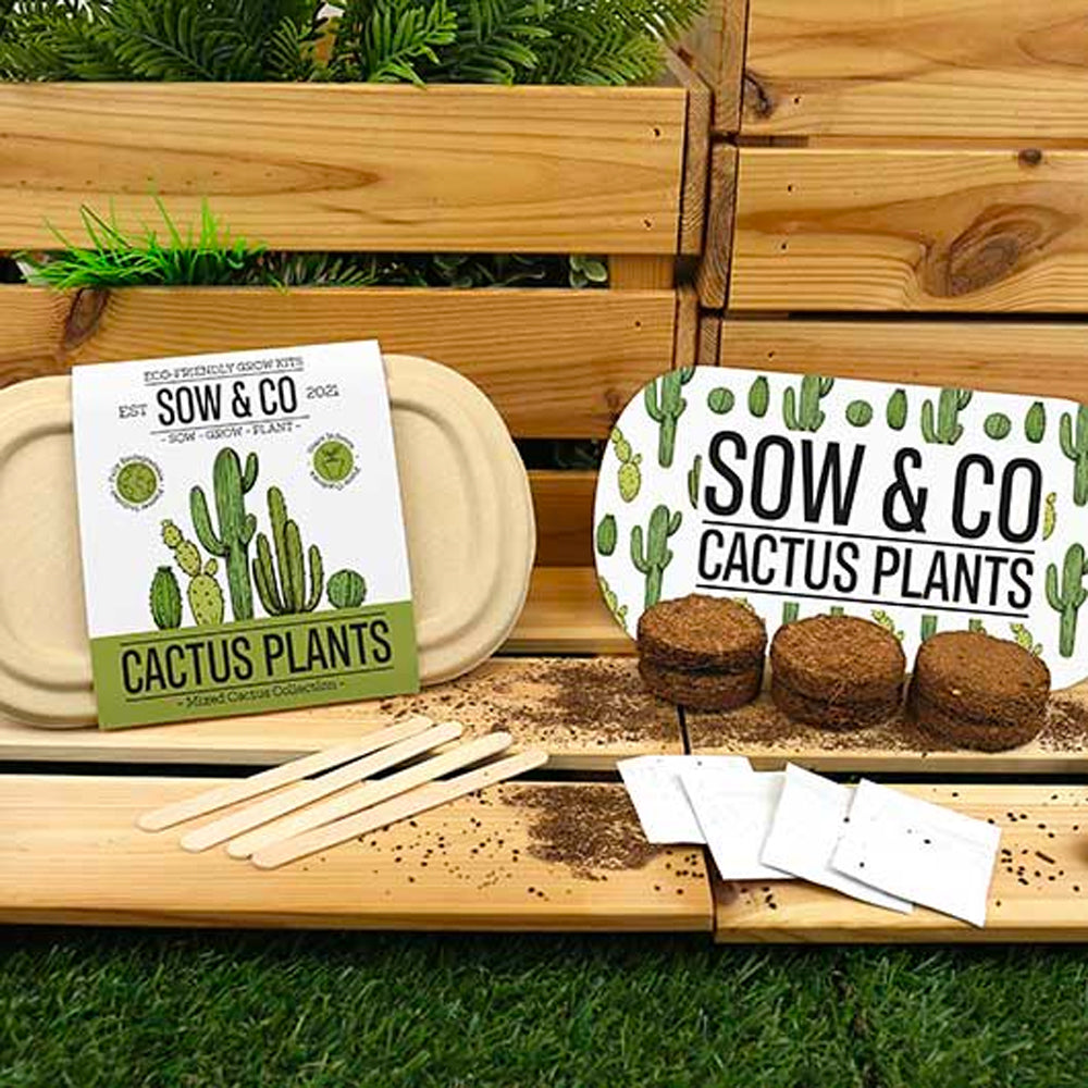 Gift Republic Cactus Plants Sow & Co - Ideal Gift