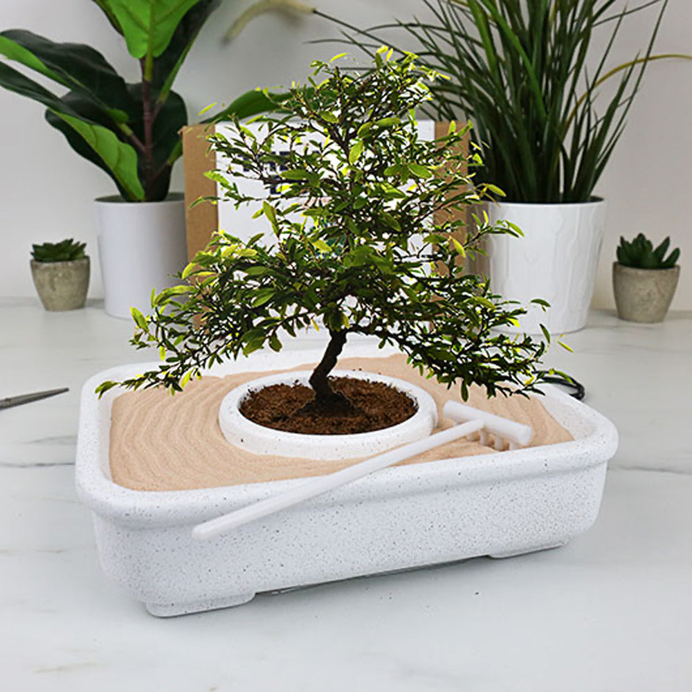 Gift Republic The Art of Bonsai - Grow Kit - Ideal Gift