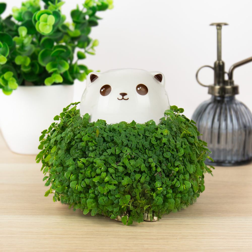 Gift Republic Cat Chia Planter