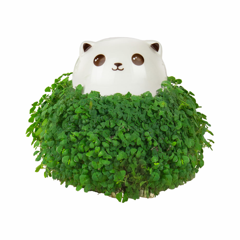 Gift Republic Cat Chia Planter