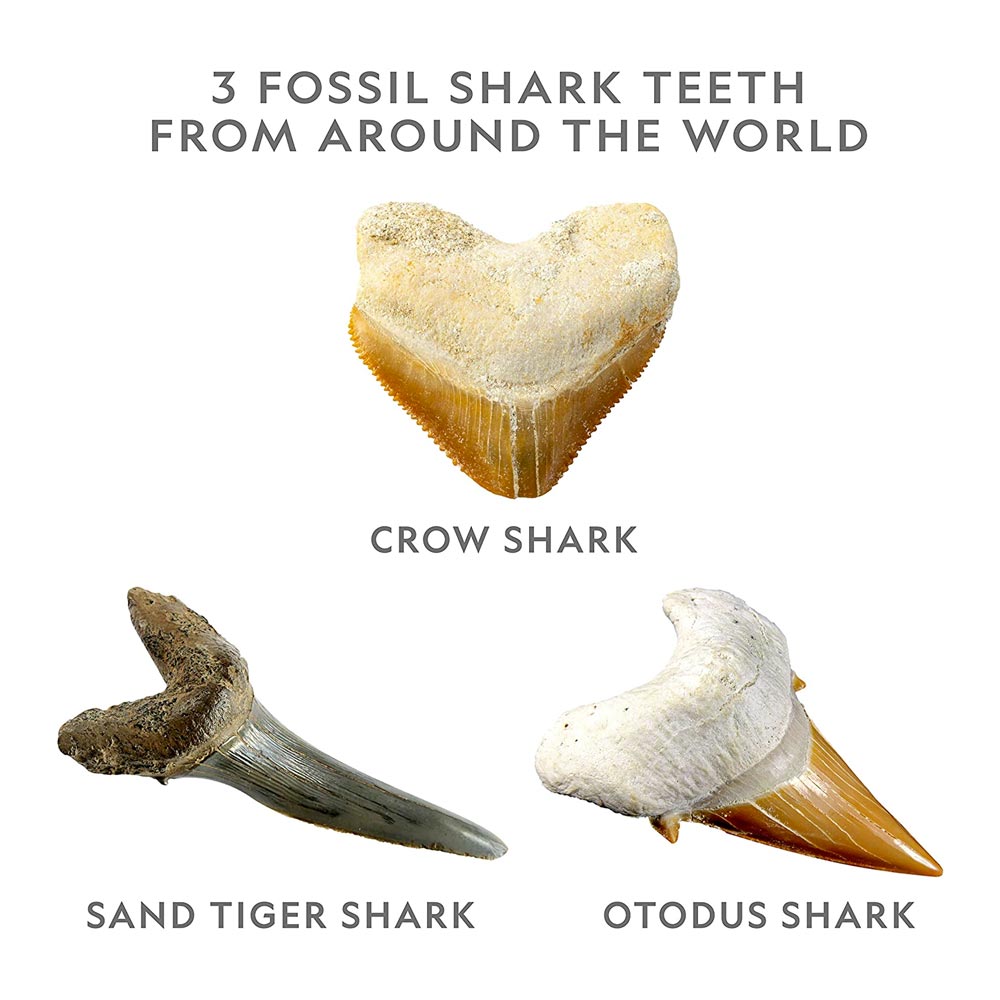 National Geographic Shark Tooth Dig Kit STEM Toy Age 8+