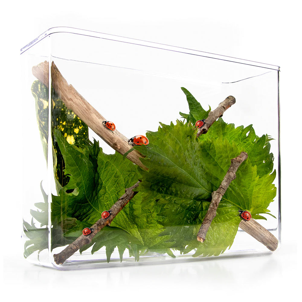 My Living World - Ladybird World