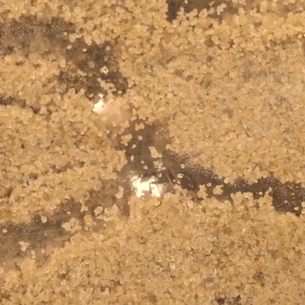 My Living World - Ant World